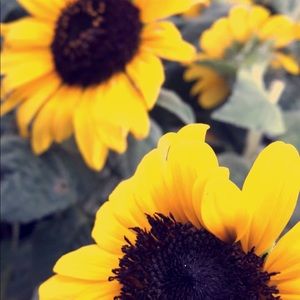 Meet your Posher, Emmalee